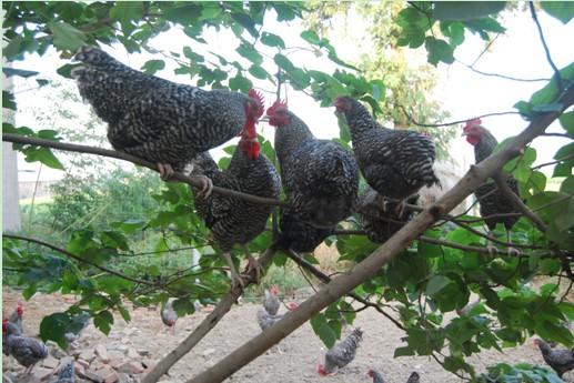 家禽业最寒冷的冬天是绿壳鸡的夏季
