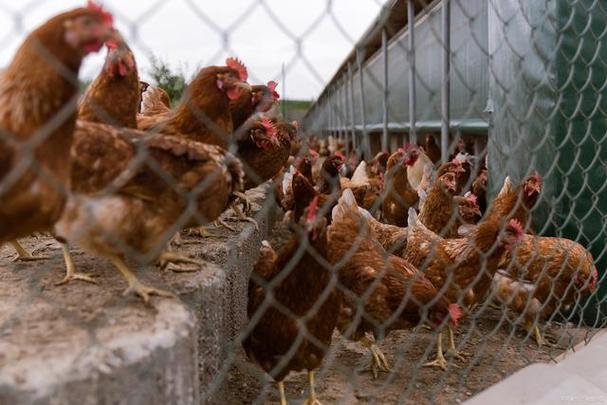 湖南富日牧农业对家禽重症治疗方案