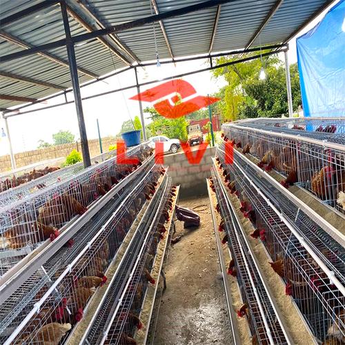 最佳销售手动鸡蛋笼在南非出售家禽养殖动物鸡蛋笼在塞内加尔销售